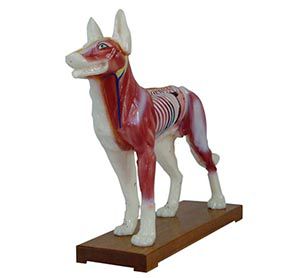 Dog body acupuncture model: visual display of dog body meridian system
